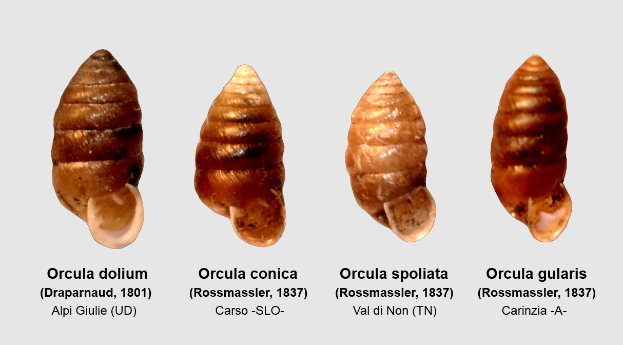 genere Orcula (quadro generale)